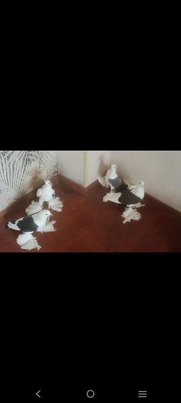 Qoşa çep uzun lelekliler 5 ededi 2bala 1 maya baladan qizma erkek