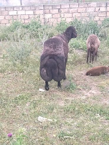 pisik sekli: Qaragül quyruqlu qoç/dişi qoyun - Cins: yerli quyrtuqlu (yağlı — 2