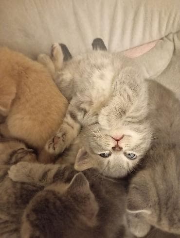 pişik cutləşdirilir: Şotland, Ünvandan götürmə — 4