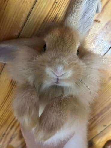 dovşanlar karlik: Ev dovşanı – yumşaq tüklü, kiçik ölçülü - Növ: dekorativ ev dovşanı — 1