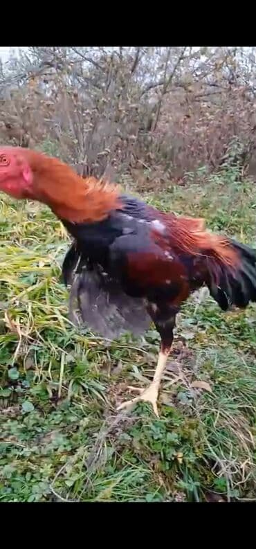 Hyundai: Apler beçesidi 3kq çekisi ata 4 udmuş meydan xoruzu ana terefide — 2