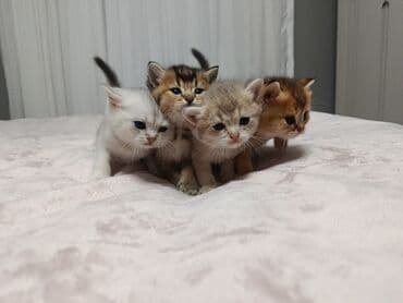 arı şəkilləri: Qızıl şinşilla, Yaxşı əllərə, Pulsuz çatdırılma — 5