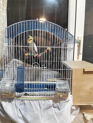 cex qus: Nimfa (cockatiel) quşu və tam avadanlıqlı qəfəs dəsti - Növ: Nimfa — 3