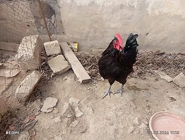 yumurta qiymeti: Təmiz qan Avstrolop yumurtasi — 3