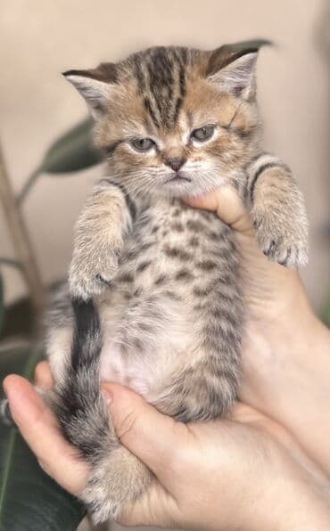 kirpi heyvan: Şotland — 4