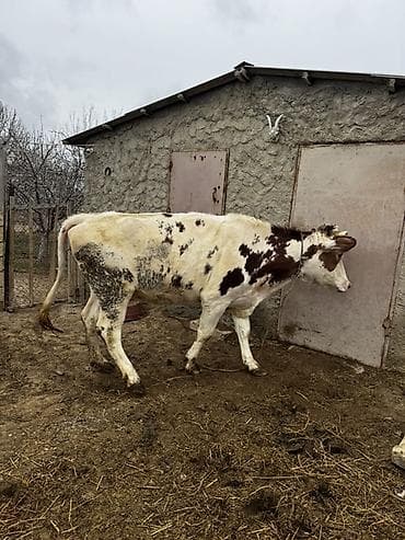 bildircin satşı: Simmenatlla ivanofka mələzi düyə satılır. Buzovluğundan məndədir.Öz — 9