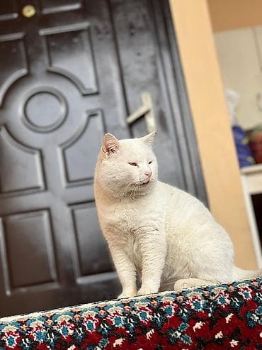 ağ pişiklər: Erkək, Yaxşı əllərə, Pulsuz çatdırılma — 5