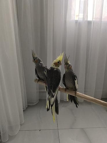 quş üçün qəfəs: 2-ayliq Quslardi çox ağilli Nimfa (Cockatiel) tutuquşuları – əl — 1