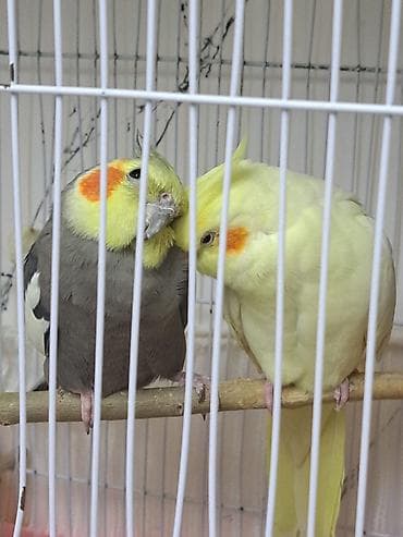 ov tiri satilir: 25gunluk korella balasi oz qusumun balasidi biri qalib vitaminli — 4