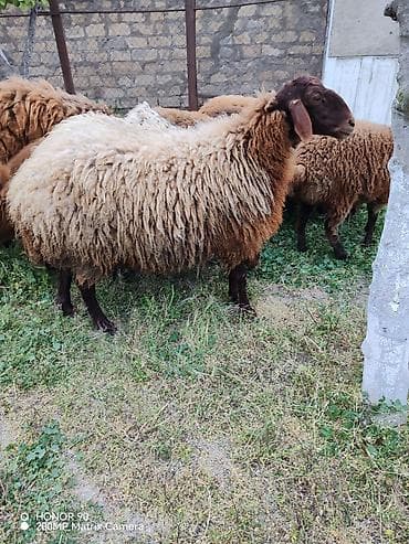 qala qoyunu: Qizil qulaq hundur uzun qulaqi sirqali Qala sortu temiz cins heyvandi — 5