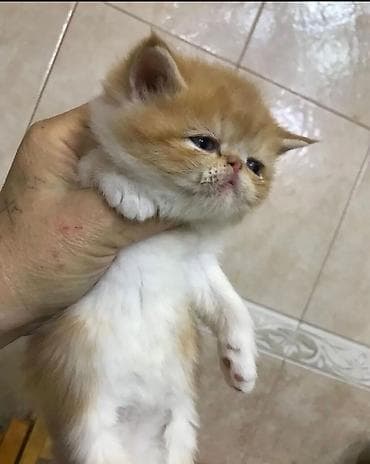 yarasa sekilleri: Tabbi — 3