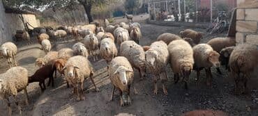 atla eşşəyin cütləşməsi: Qoyun sürüsü satılır - Sürüdə müxtəlif rəngli və tük quruluşlu ana — 3
