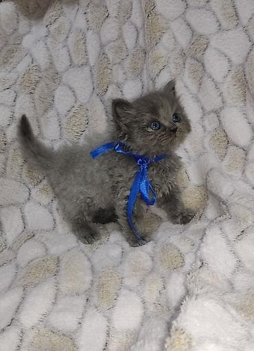 Britan, Dişi, Ünvandan götürmə, Pulsuz çatdırılma