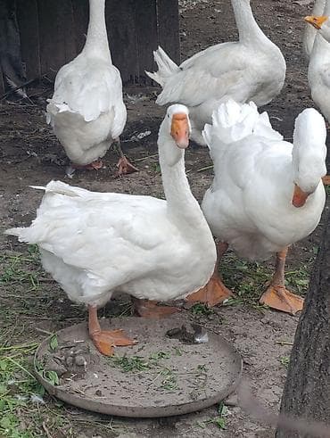 ucuz toyuq satisi: Dişi, | Xolmogor, Damazlıq, Rayonlara çatdırılma — 3