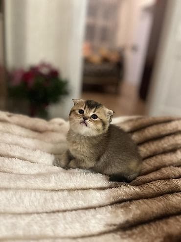 pisiklər: Britan, Erkək, Ödənişli çatdırılma — 7