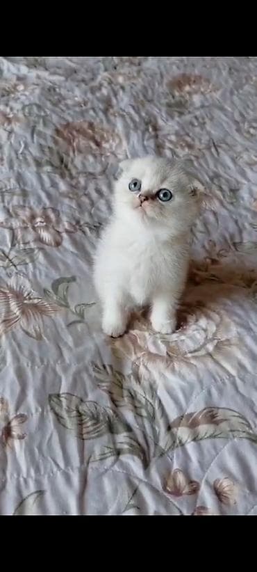 pişik yemi: Şotland yastı qulaq, Dişi, Yaxşı əllərə, Ünvandan götürmə — 2