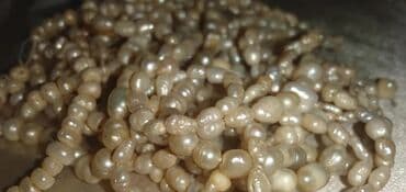 bts əşyaları: Qədimi təbii mirvariler, şekilde göründüyü kimidir. 700 ədəd,iri və — 4