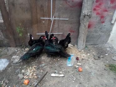 ordek satisi: Təcili satılır sağlam heyvanlar 3 erkek 3 fere fərələr 20 erkəklər — 7