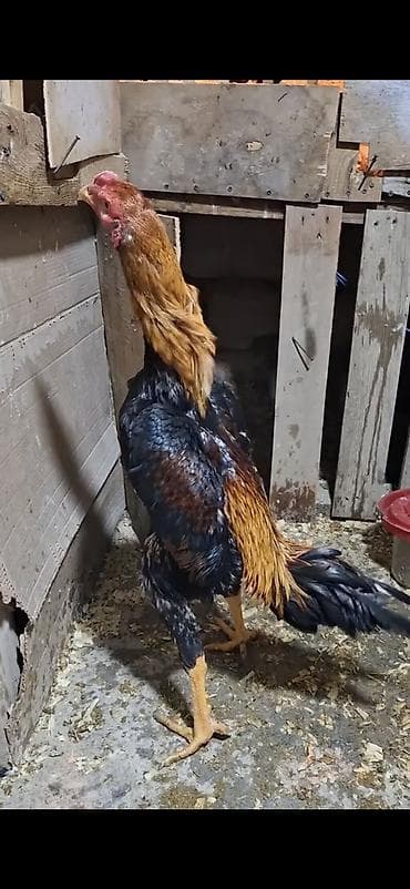 Digər kənd təsərrüfatı heyvanları: Toyuq cücələri, Damazlıq — 6