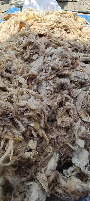 Шерсть: Təbii qoyun yunu – açıq bej və krem tonlarında, uzun lifli, yumşaq və — 7