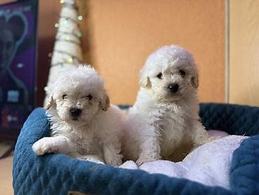 qala cinsi: Pudel, Erkek — 4