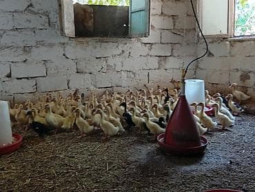 K/t heyvanları və malları: Pekin ördək balaları 20 günlük 5azn Çox alana endrim olacaq Ünvan — 1