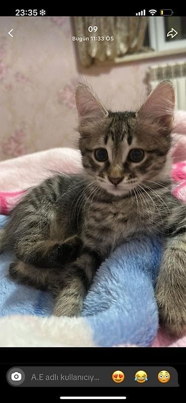 ev qusları: Sibir, Yaxşı əllərə — 3