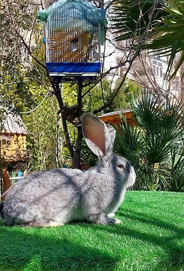 heyvanlar at: Wekilde gorduyunuz temiz Qan 2 ay yarimliq Rizen bala satilir xeyvanin — 4