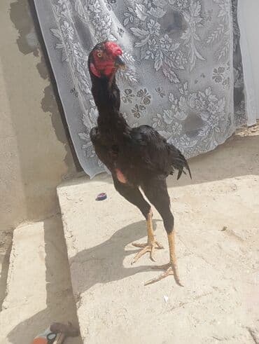 Xoruz, Heyratı, il: 1, Ödənişli çatdırılma