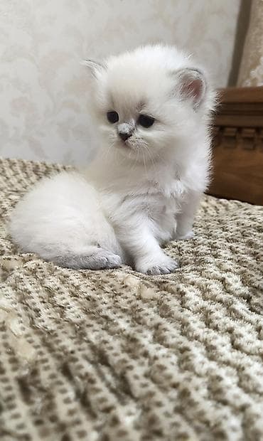 pişiy: Britan — 3