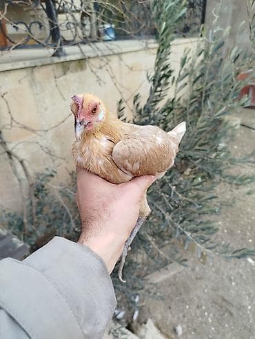 Quşlar: Toyuq, Damazlıq, Rayonlara çatdırılma — 2