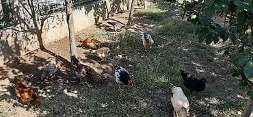 Курица, Для яиц — 2
