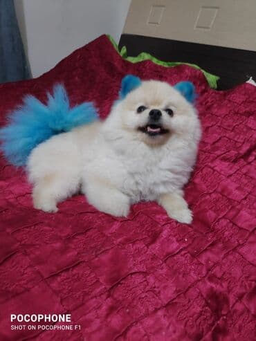 pomerian şpits: Шпиц, 1 год, Самец, Для вязки — 1