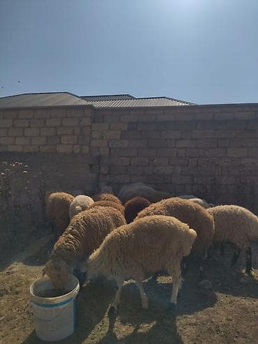 Satılır – qarışıq rəngli qoyun sürüsü,analı balalı,qoçlar,dişi və
