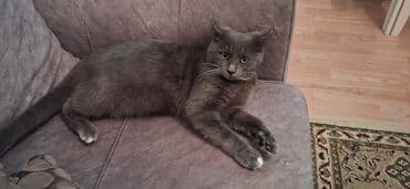 золотая шиншилла котенок: Британская, Самка, В добрые руки, Платная доставка — 5