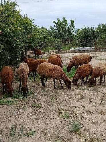 en ucuz uce: Salam öz heyvanlarımdı yaxşı saxlanmalı heyvanlardı damazdığdı ümumi — 8