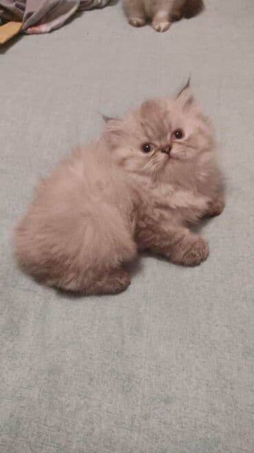 şotlan pişik: Şotland yastı qulaq, Erkək, Dişi, Yaxşı əllərə, Ünvandan götürmə, Pulsuz çatdırılma, Ödənişli çatdırılma — 80