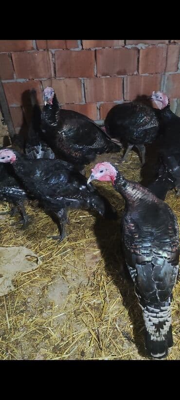 yuxuda ördək balası görmək: 5,6 ayliq tam sağlam kök hinduşkalar satilir ünvan yaşma bağlari — 2