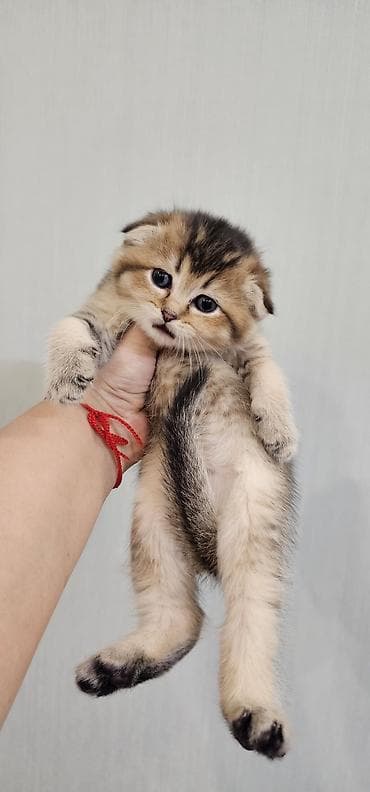 pisiklerin satisi: Britan yastı qulaq, Erkək — 3