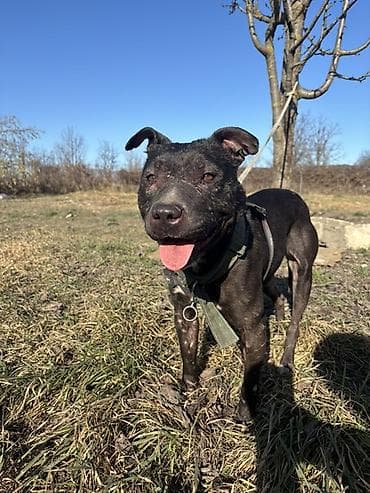 hinduwka satiwi: Pitbul, Erkek — 7