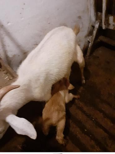 теке: Sənan keçisi satılır. Südlük keçilərdir. Balası ilə satılır. 400manat — 5