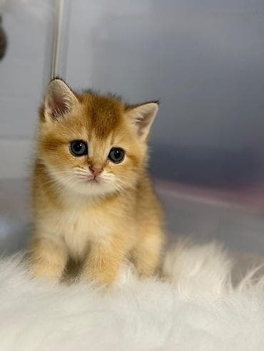 qold pişik: Qızıl şinşilla, Dişi, Yaxşı əllərə, Ödənişli çatdırılma — 2