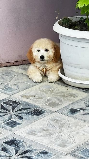 Şirin, balaca tüklü it balası - Cins: kiçik ölçülü, qıvırcıq tüklü — 3