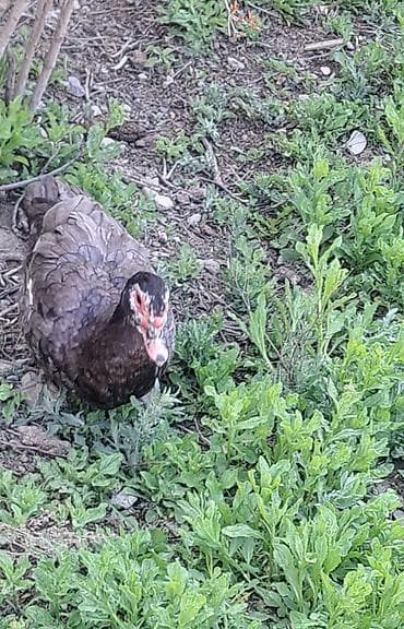 lal ördek: Dişi, | Macar, Damazlıq, Pulsuz çatdırılma — 5