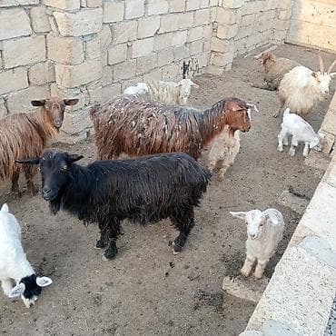 Dişi, il: 2, 30 kq, Damazlıq, Südlük, Ödənişli çatdırılma