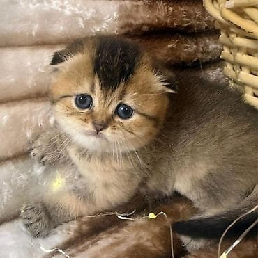 pişik tasma: Şotland — 3