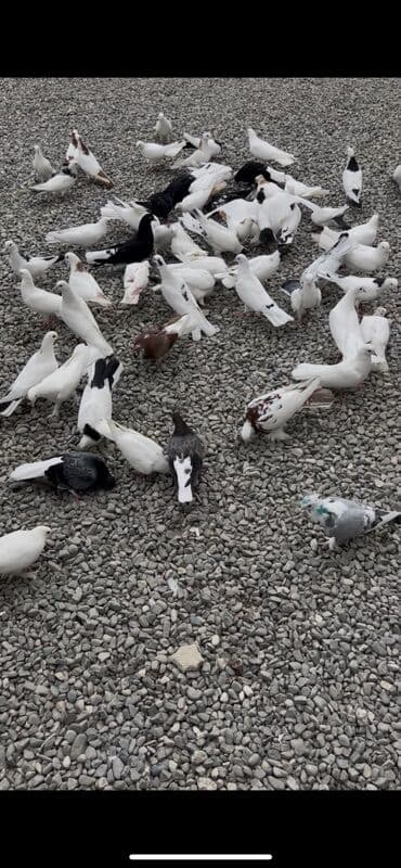 Boynugulluler satilir cutu 30 manat Xirdalandadi : Cut cutde satilir