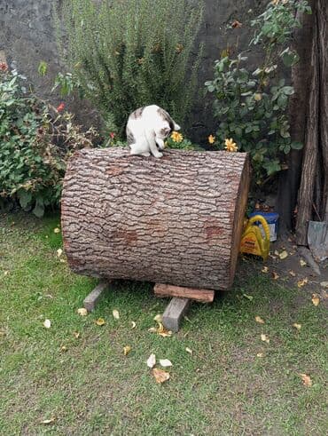 Santexnika: Salam qessablar ücün et kötüyü palıdın satılır ciddi ş m etsin — 1