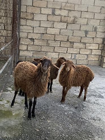 coban itleri haqqinda melumat: Qoyunlar – yerli quyruqlu tip - Rəng: tünd qəhvəyi, qara çalarlar - — 1