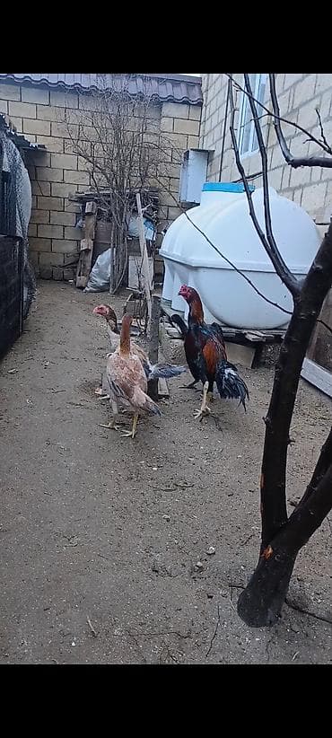 qara at sekilleri: Salam 8 aylığdi ganoi sortudu Cins: Malay tipli döyüş xoruzu və eyni — 2
